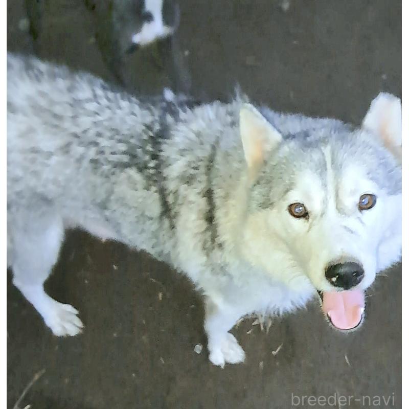 はなちゃん1枚目