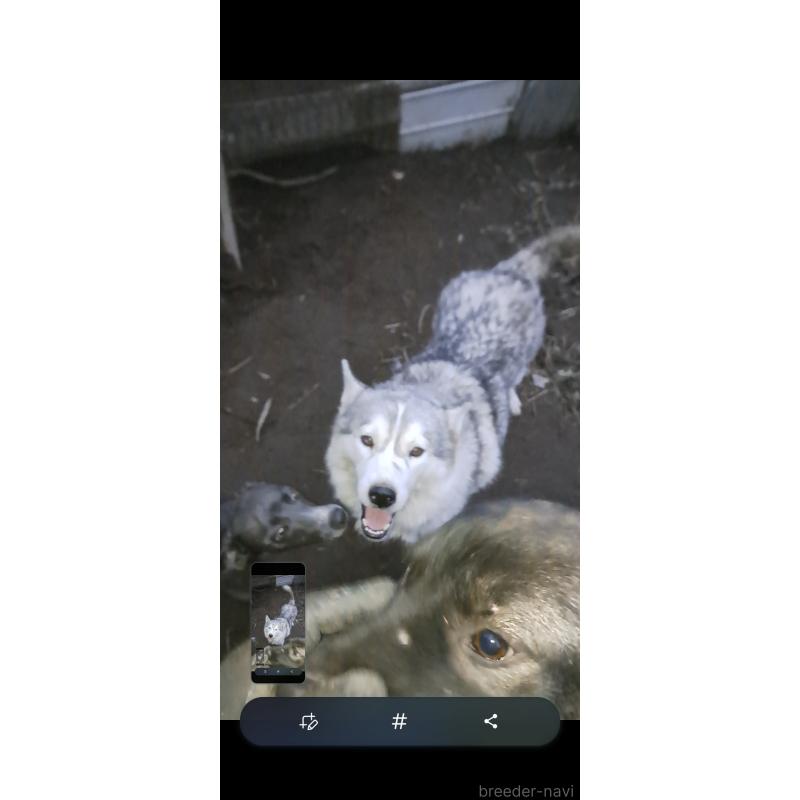 はなちゃん1枚目