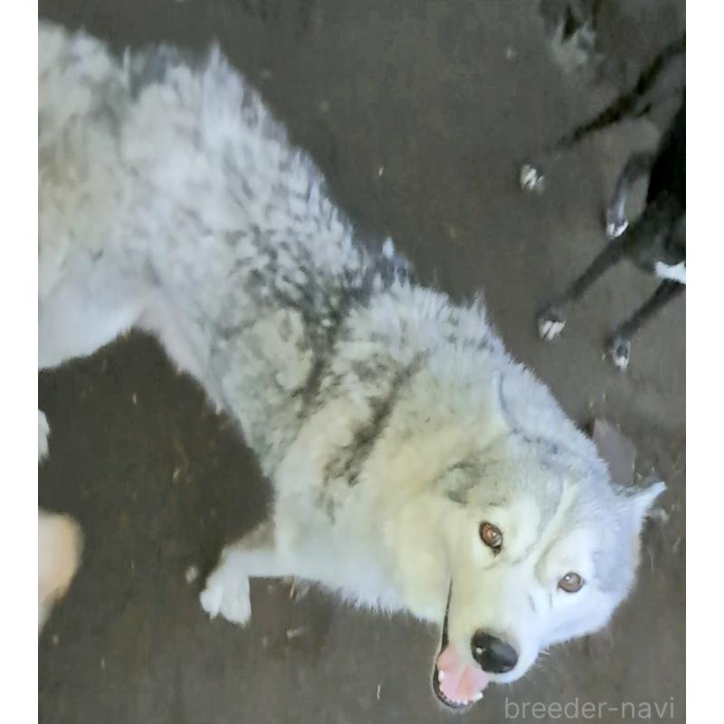 はなちゃん1枚目