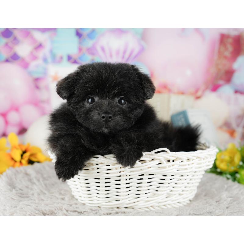 販売中の千葉県のミックス犬-443602の11枚目