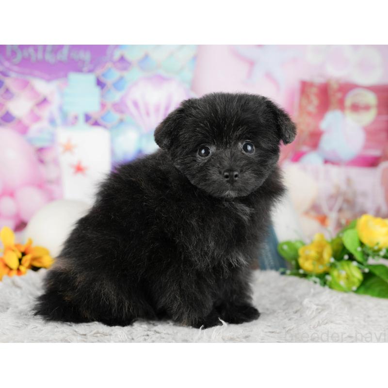 販売中の千葉県のミックス犬-443602の10枚目