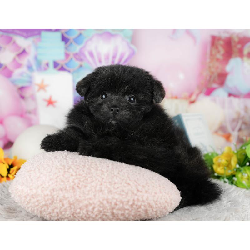 販売中の千葉県のミックス犬-443602の9枚目