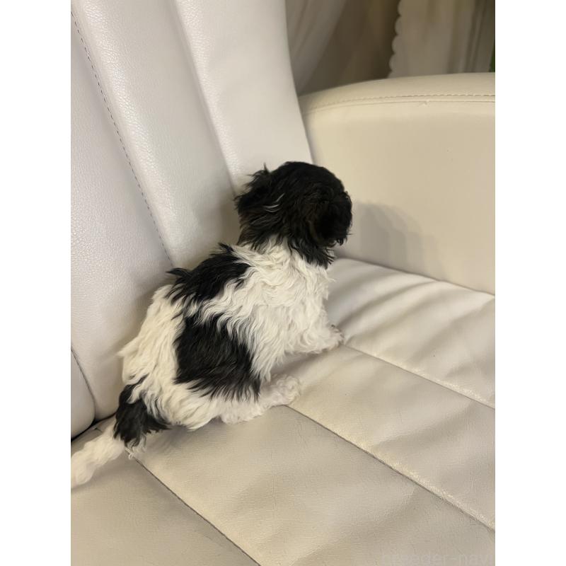 販売中の北海道のトイプードル-436410の4枚目