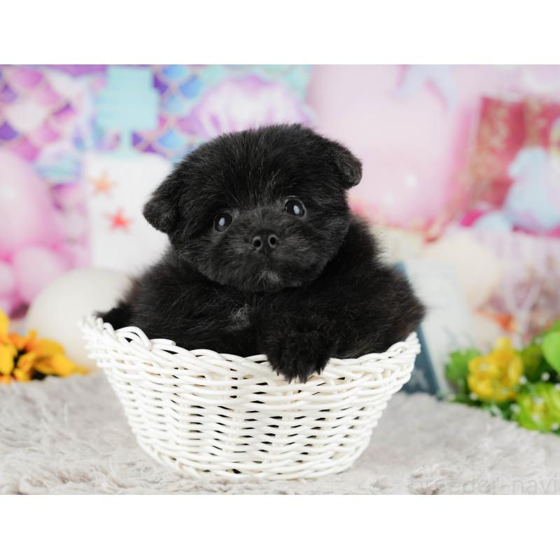 販売中の千葉県のミックス犬-443602の7枚目