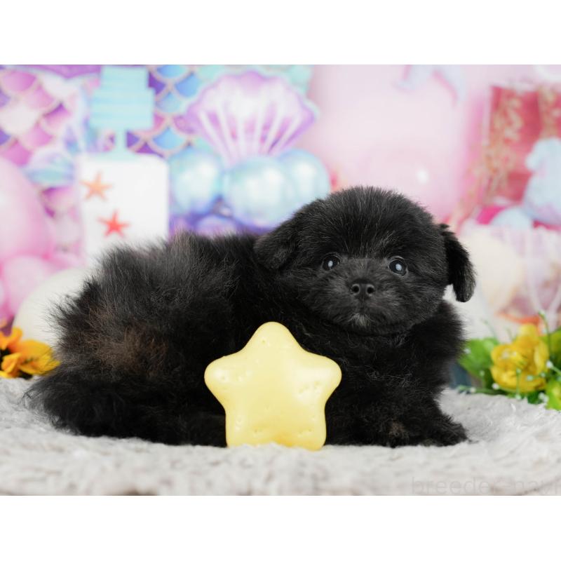 販売中の千葉県のミックス犬-443602の5枚目