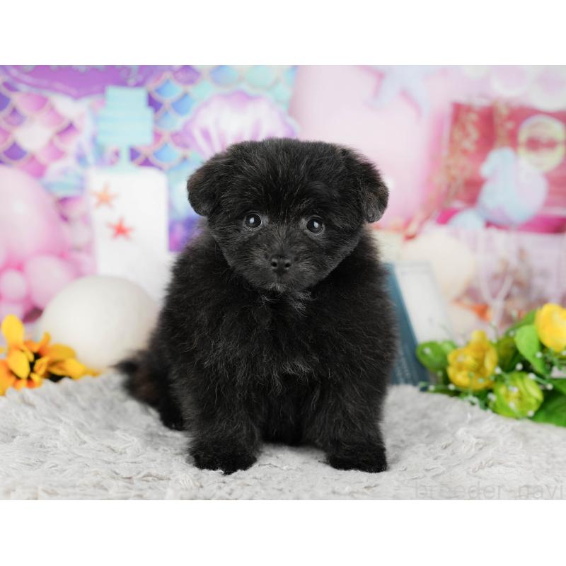 販売中の千葉県のミックス犬-443602の4枚目