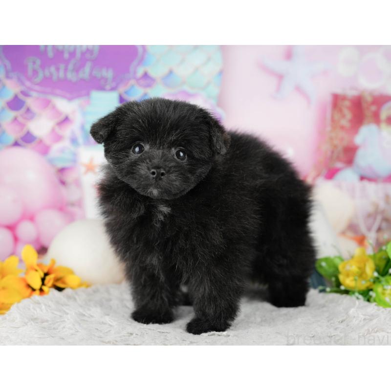 販売中の千葉県のミックス犬-443602の3枚目