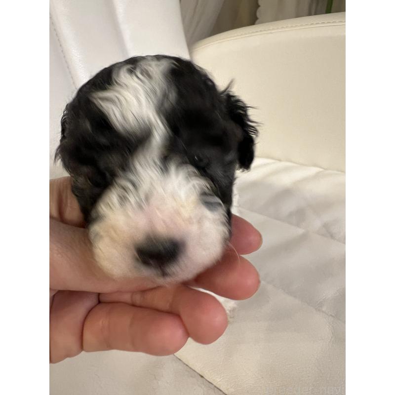 販売中の北海道のトイプードル-436410の3枚目