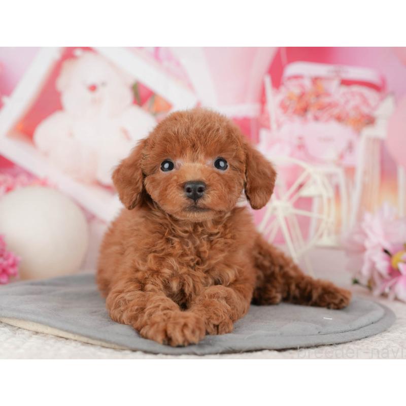 販売中の千葉県のトイプードル-443596