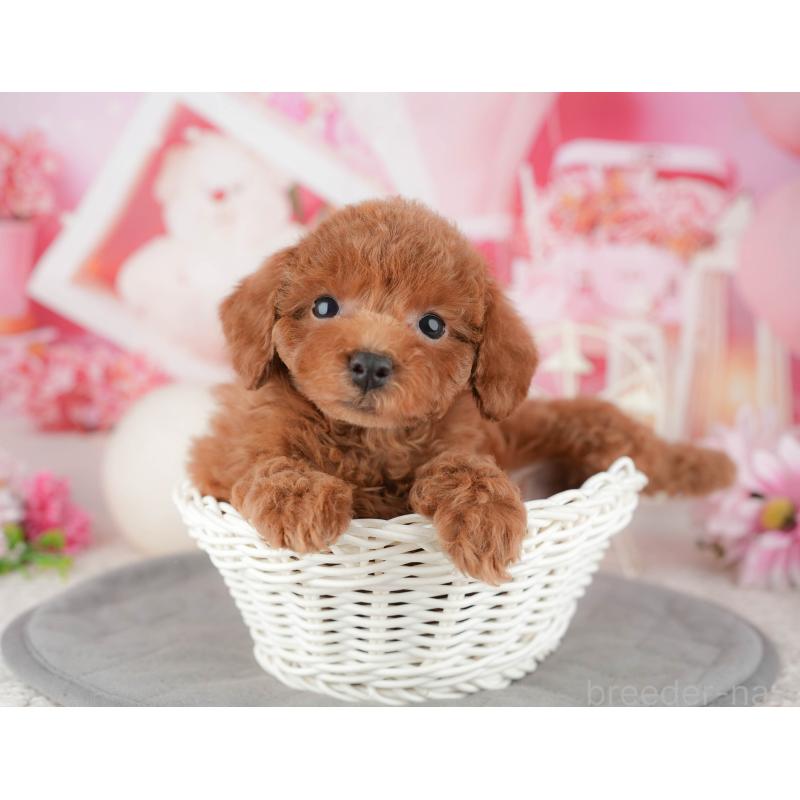 販売中の千葉県のトイプードル-443596の11枚目