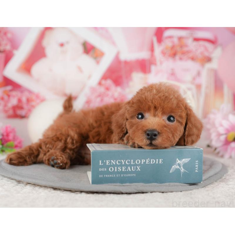 販売中の千葉県のトイプードル-443596の9枚目