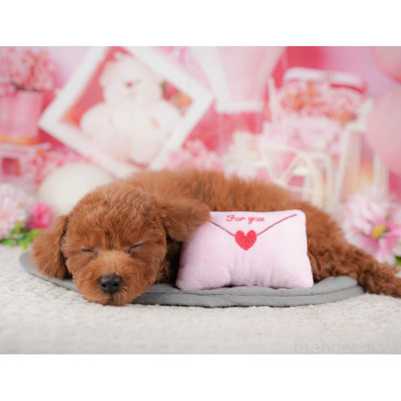 販売中の千葉県のトイプードル-443596の8枚目