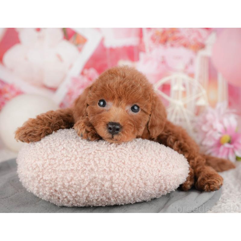 販売中の千葉県のトイプードル-443596の7枚目