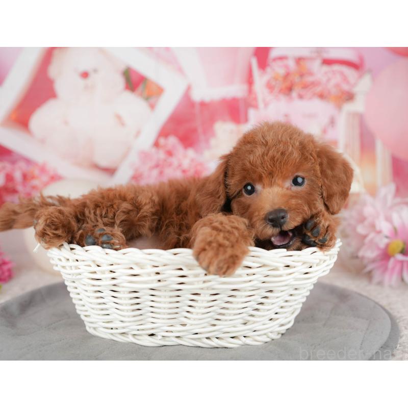 販売中の千葉県のトイプードル-443596の6枚目