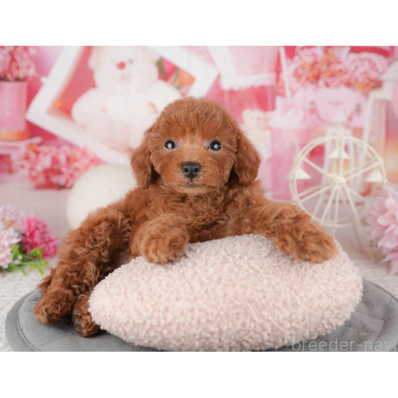 販売中の千葉県のトイプードル-443596の5枚目