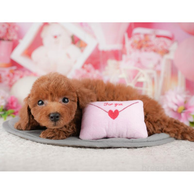 販売中の千葉県のトイプードル-443596の4枚目