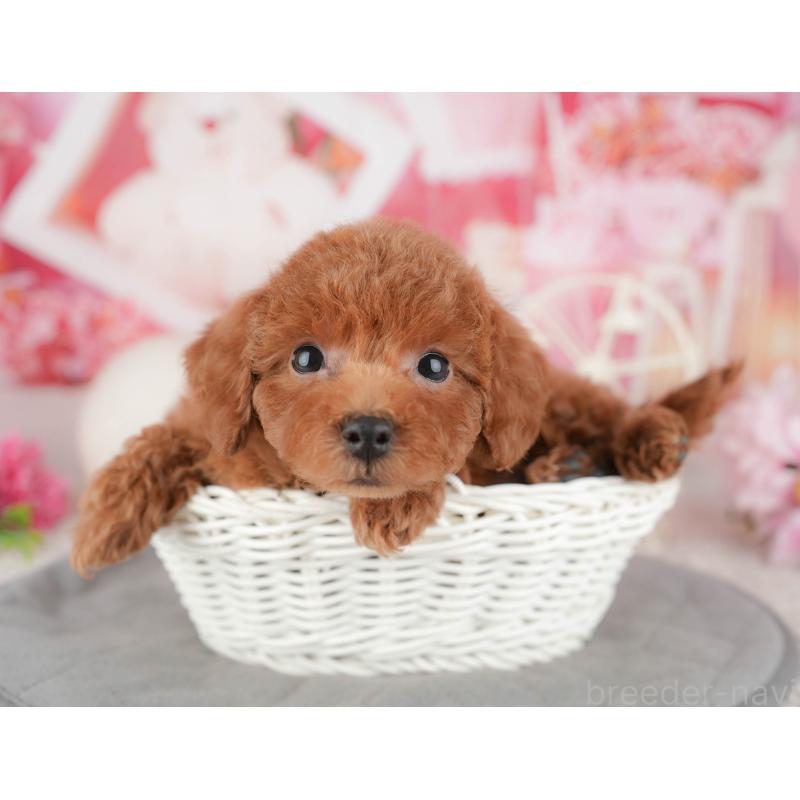 販売中の千葉県のトイプードル-443596の3枚目