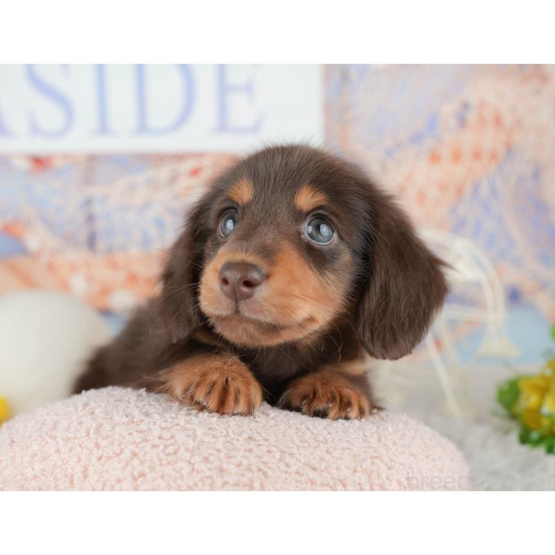 販売中の千葉県のカニンヘンダックスフンド(ロングヘアード)-443593の11枚目