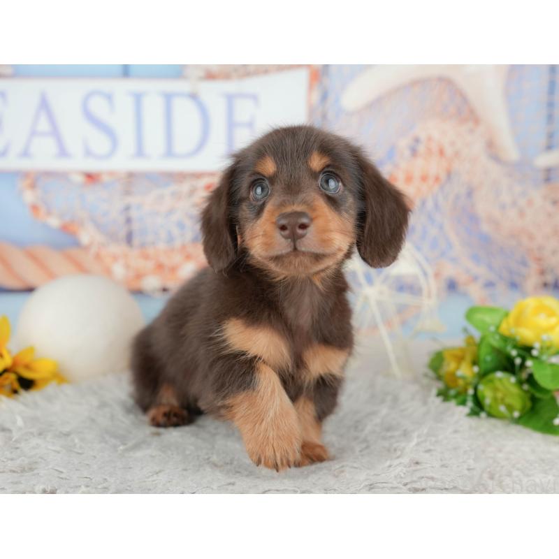 販売中の千葉県のカニンヘンダックスフンド(ロングヘアード)-443593の10枚目