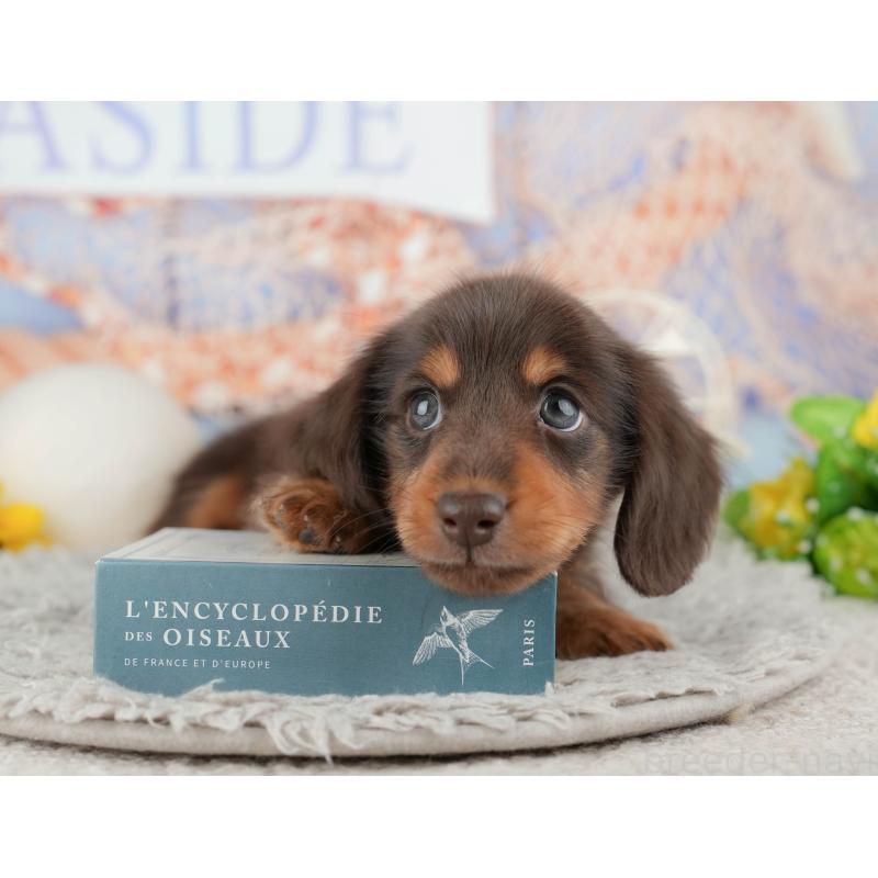 販売中の千葉県のカニンヘンダックスフンド(ロングヘアード)-443593の5枚目