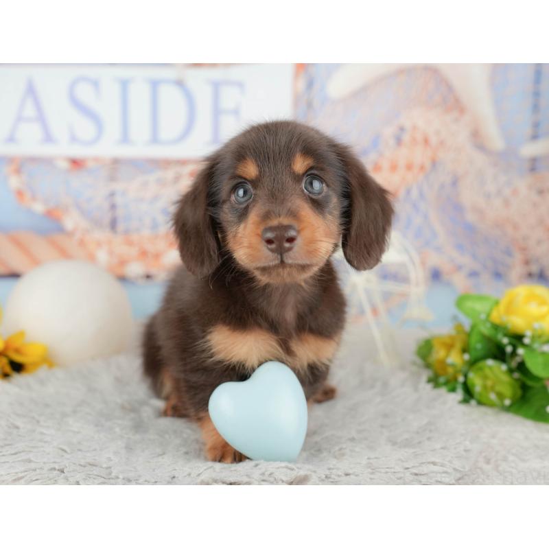 販売中の千葉県のカニンヘンダックスフンド(ロングヘアード)-443593の4枚目