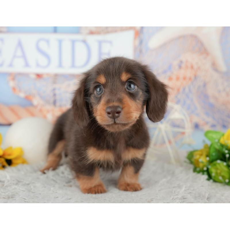 販売中の千葉県のカニンヘンダックスフンド(ロングヘアード)-443593の3枚目