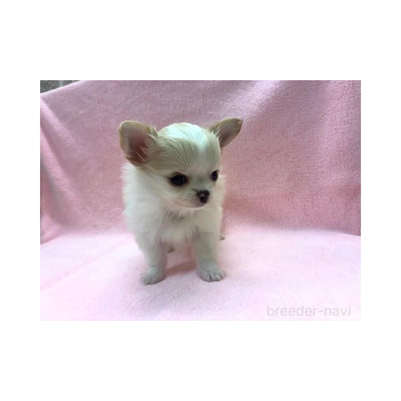 販売中の東京都のチワワ(ロングコート)-443178の5枚目