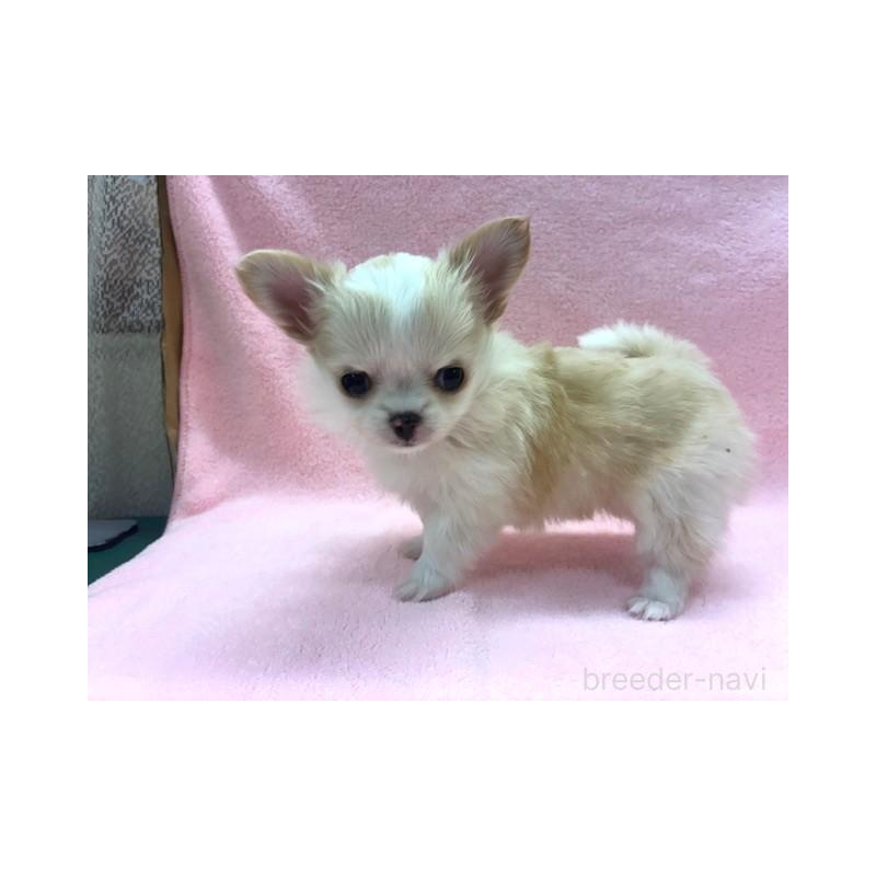 販売中の東京都のチワワ(ロングコート)-443178の4枚目