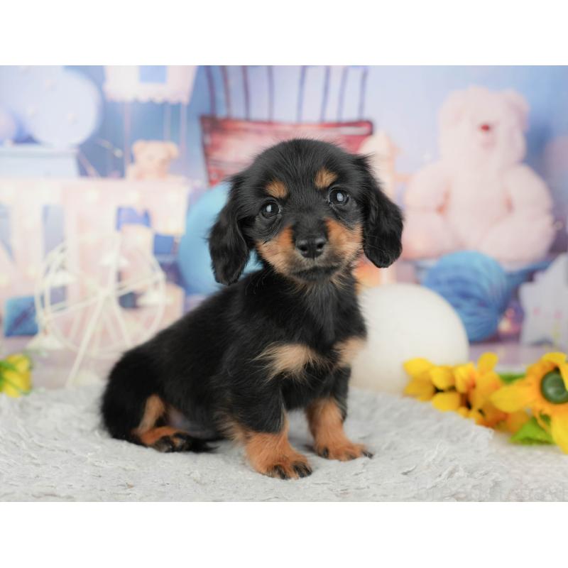 販売中の千葉県のカニンヘンダックスフンド(ロングヘアード)-443591