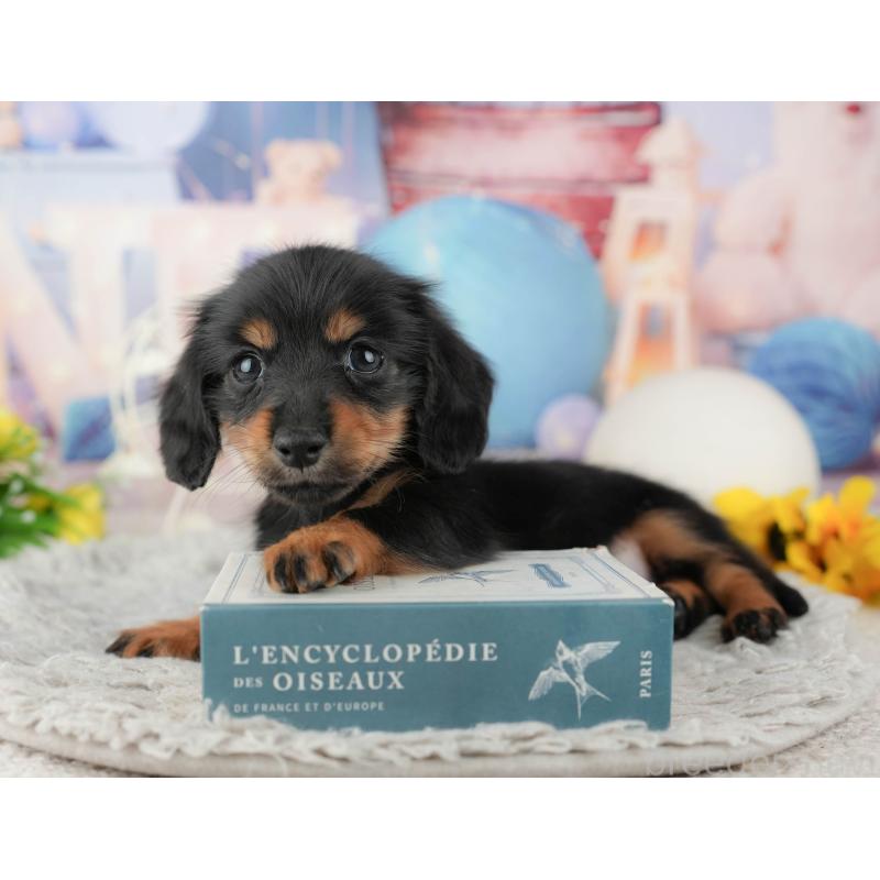 販売中の千葉県のカニンヘンダックスフンド(ロングヘアード)-443591の11枚目