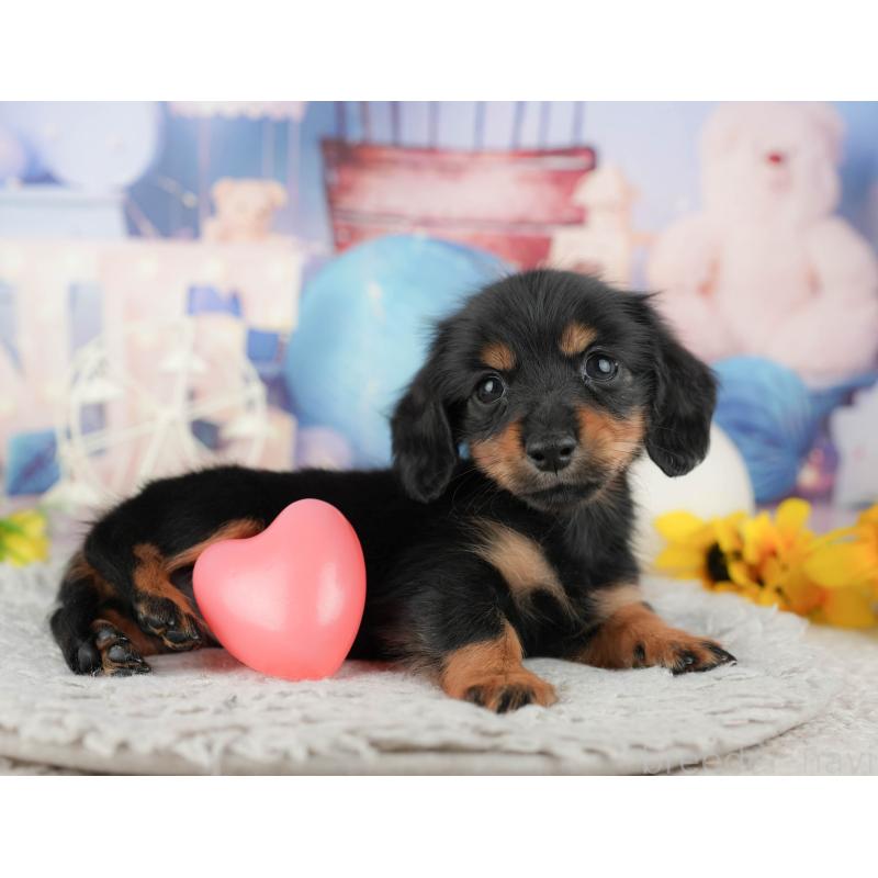 販売中の千葉県のカニンヘンダックスフンド(ロングヘアード)-443591の10枚目