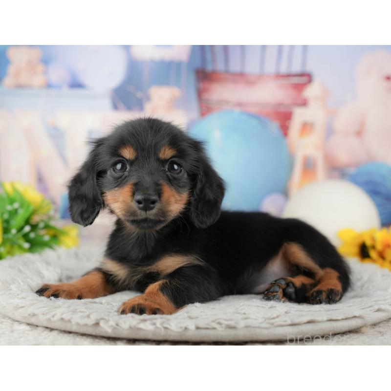 販売中の千葉県のカニンヘンダックスフンド(ロングヘアード)-443591の9枚目