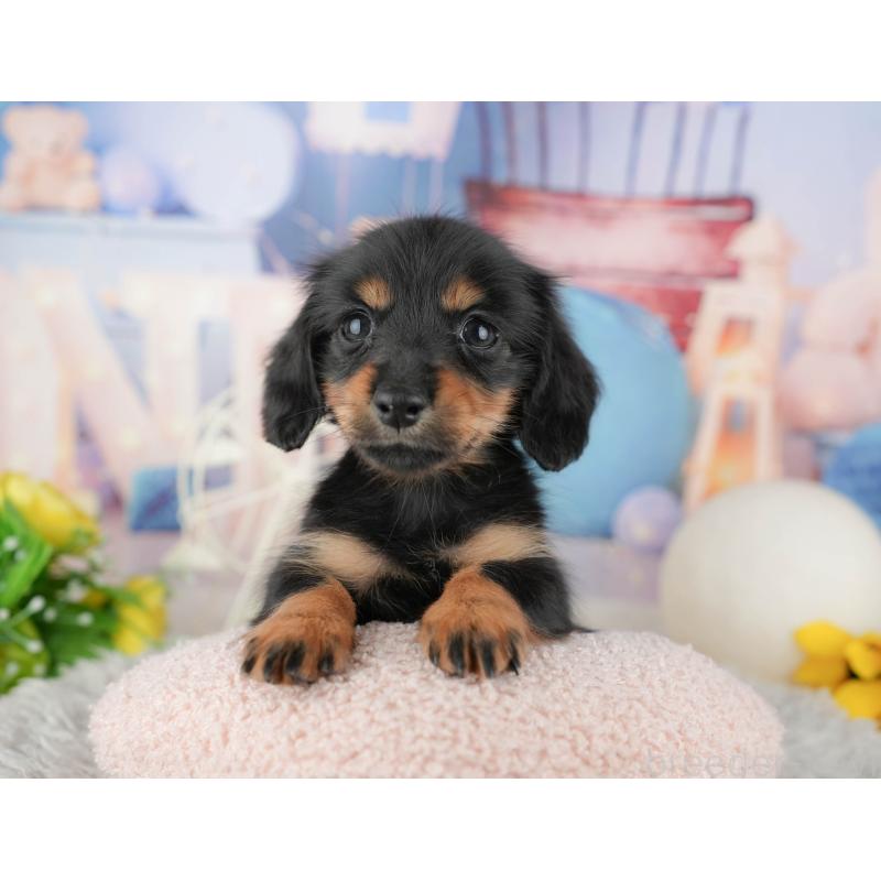 販売中の千葉県のカニンヘンダックスフンド(ロングヘアード)-443591の8枚目