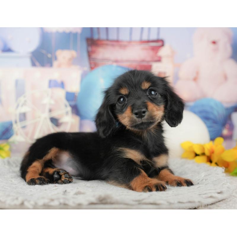 販売中の千葉県のカニンヘンダックスフンド(ロングヘアード)-443591の7枚目