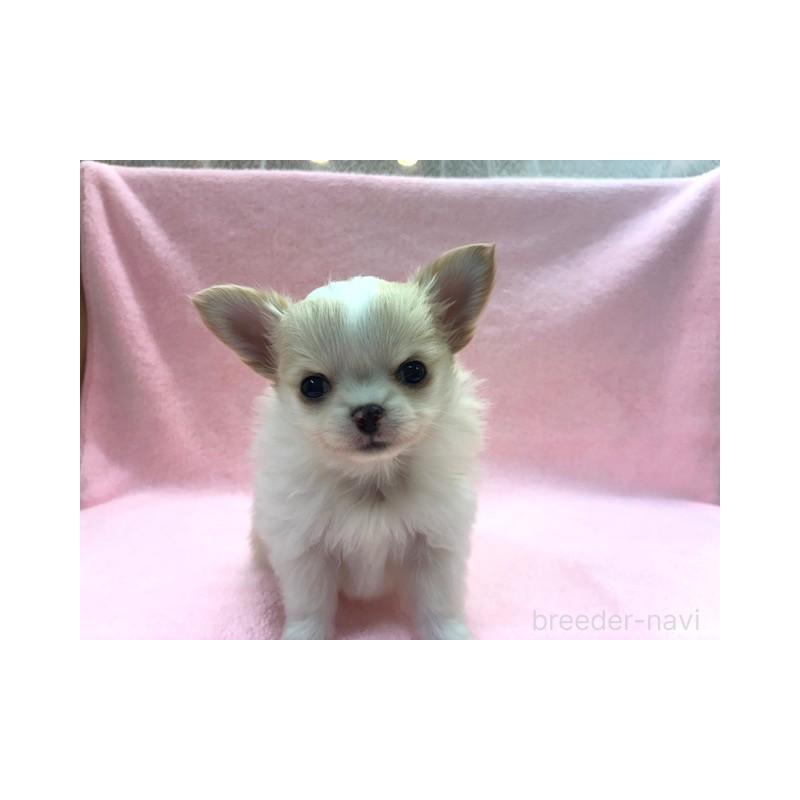 販売中の東京都のチワワ(ロングコート)-443178の3枚目