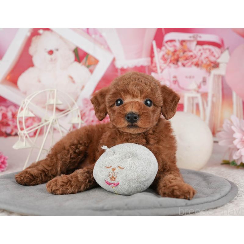 販売中の千葉県のトイプードル-443589の9枚目