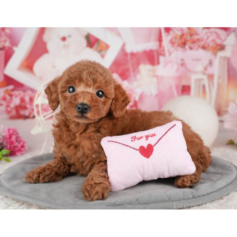 販売中の千葉県のトイプードル-443589の8枚目