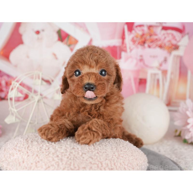 販売中の千葉県のトイプードル-443589の7枚目