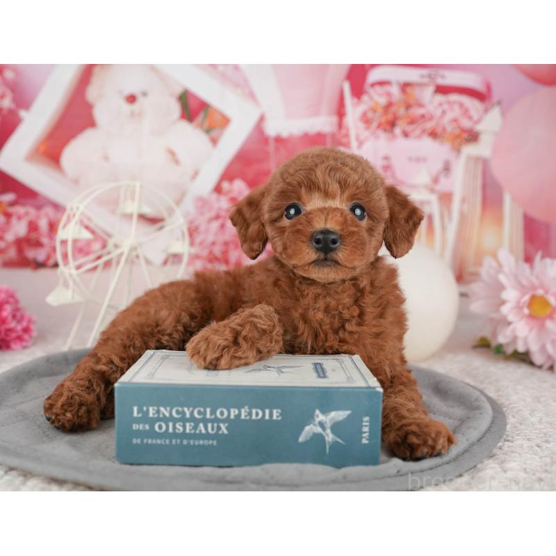 販売中の千葉県のトイプードル-443589の6枚目