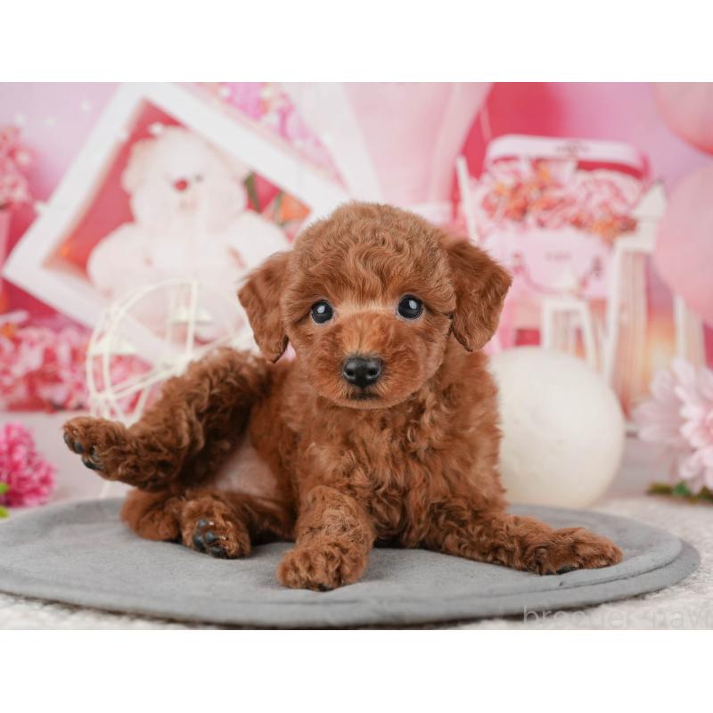 販売中の千葉県のトイプードル-443589の5枚目