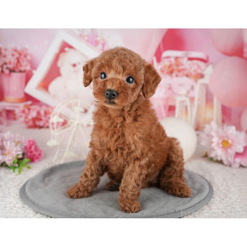 販売中の千葉県のトイプードル-443589の4枚目