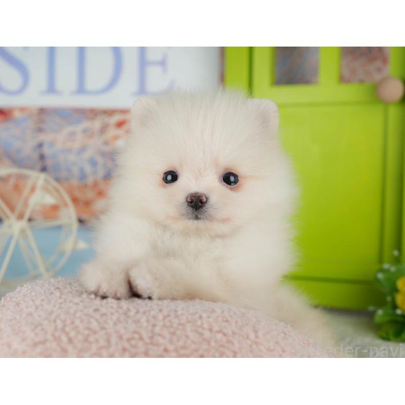 販売中の千葉県のポメラニアン-443586の11枚目