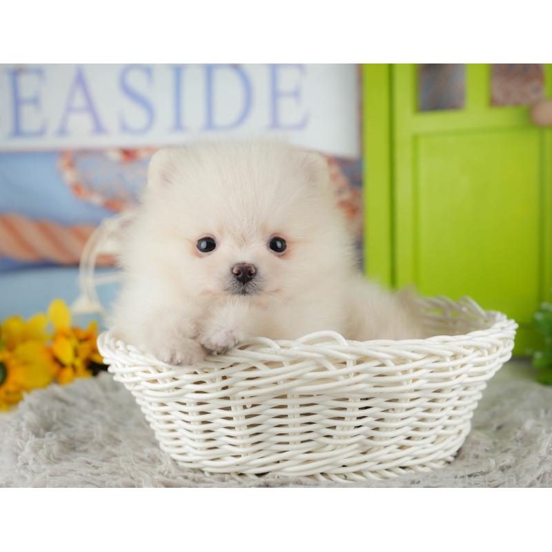 販売中の千葉県のポメラニアン-443586の10枚目