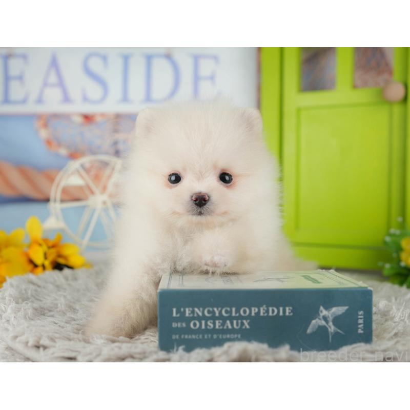 販売中の千葉県のポメラニアン-443586の9枚目