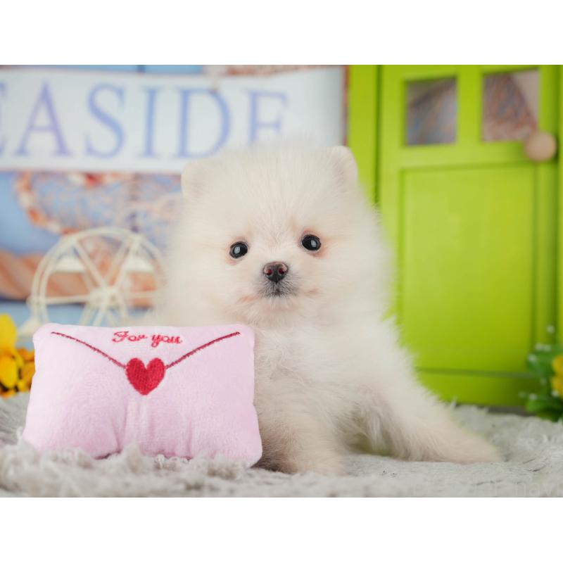 販売中の千葉県のポメラニアン-443586の8枚目