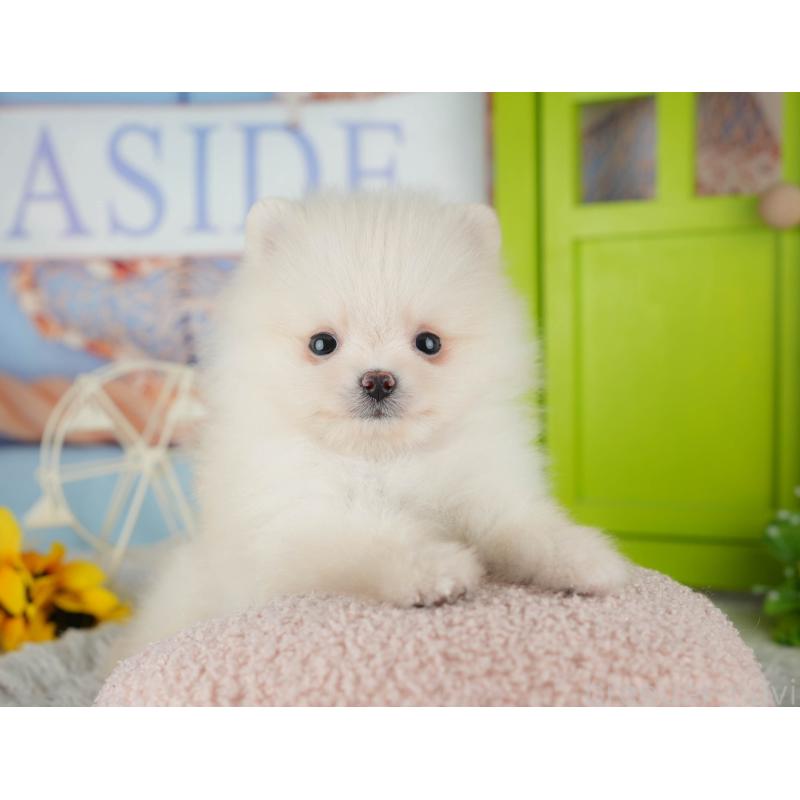 販売中の千葉県のポメラニアン-443586の6枚目