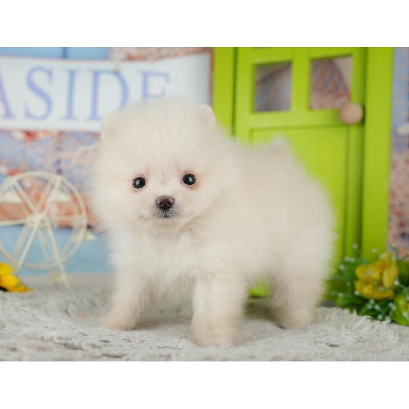 販売中の千葉県のポメラニアン-443586の3枚目