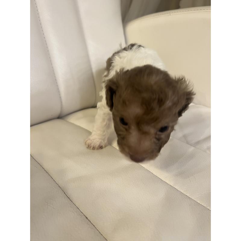 販売中の北海道のトイプードル-437764の2枚目