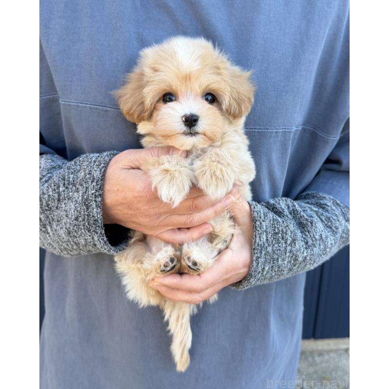 販売中の千葉県のマルプー:マルチーズ×トイプードル-439357の12枚目