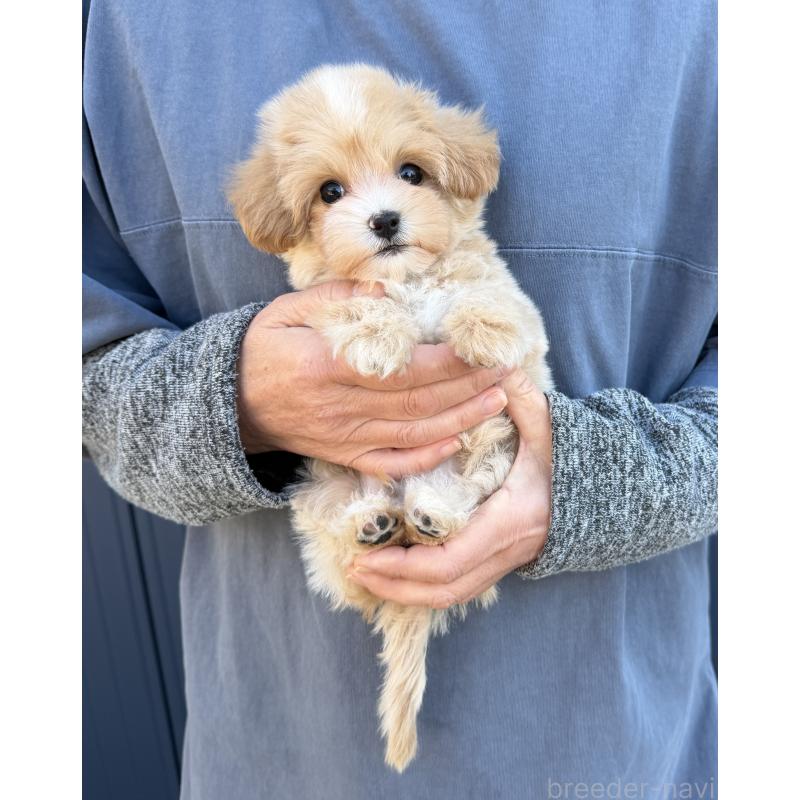 販売中の千葉県のマルプー:マルチーズ×トイプードル-439357の11枚目